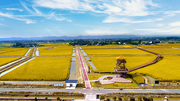 成都邛崃市获评首批全国农业科技现代化先行县_fororder_邛崃市牟礼镇国家级稻渔综合种养示范区-供图-邛崃市农业农村局-(1)