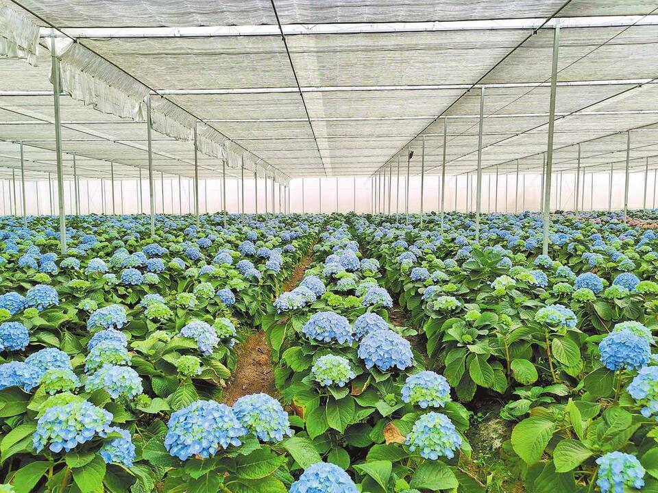 玉溪红塔：做好“花文章” 做强花产业_fororder_bd1b