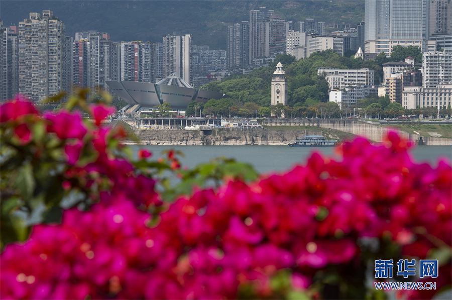 【城市远洋】重庆：百万株三角梅绽放扮靓平湖万州