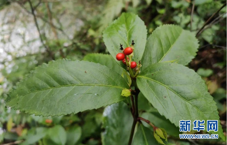 重庆多个国家级自然保护区发现新记录种