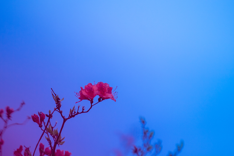张家界有座杜鹃山_fororder_DSC_0277.JPG