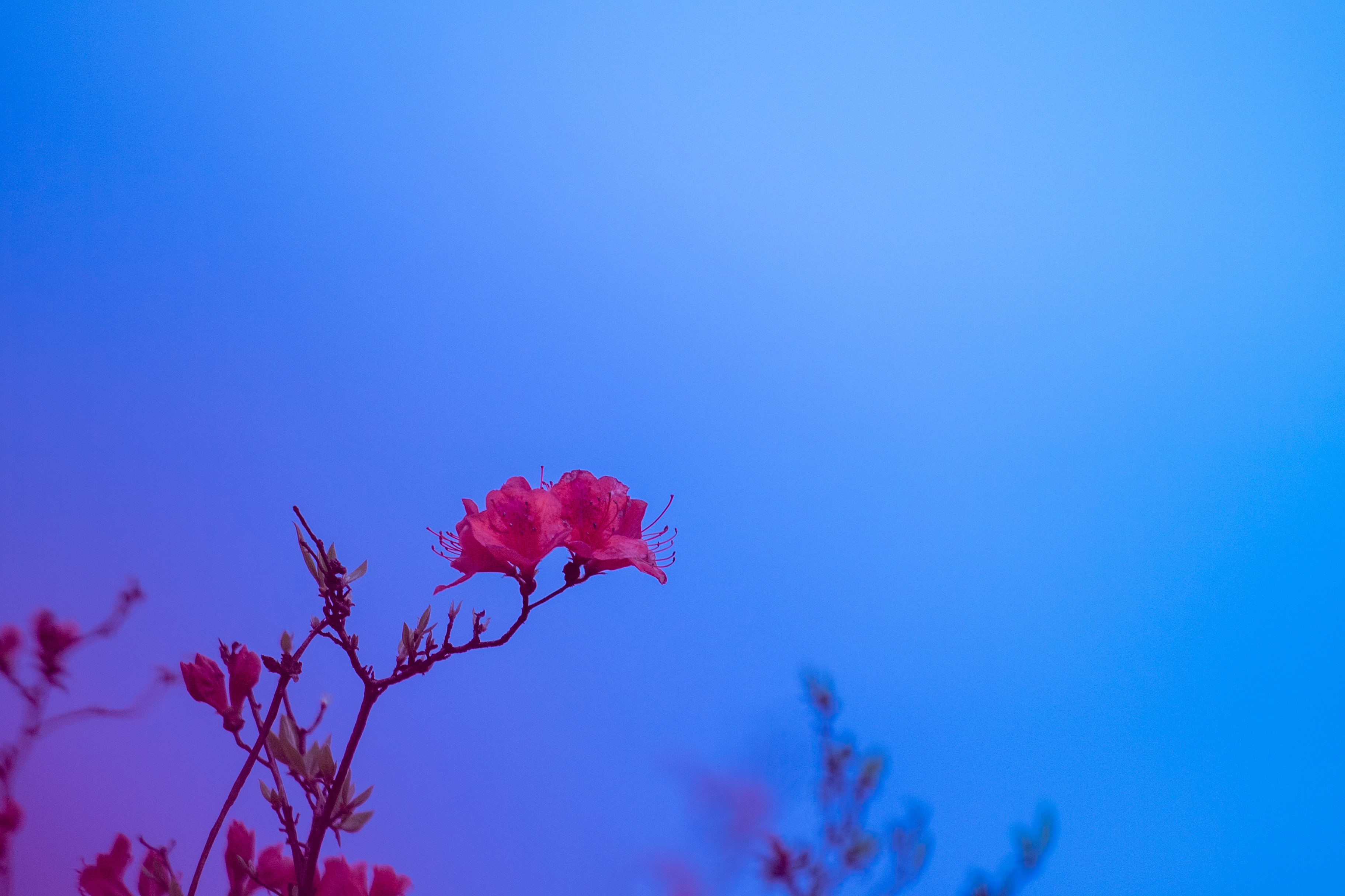 张家界有座杜鹃山_fororder_DSC_0277.JPG
