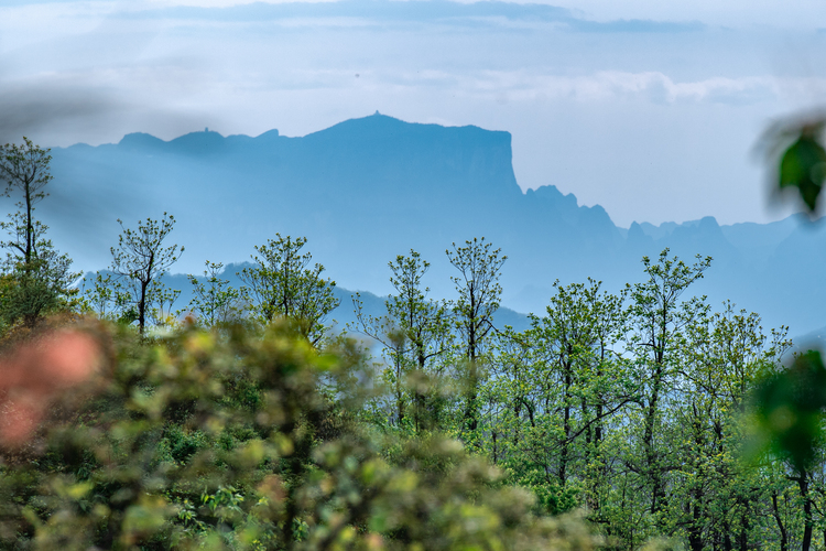 张家界有座杜鹃山_fororder_DSC_0298.JPG