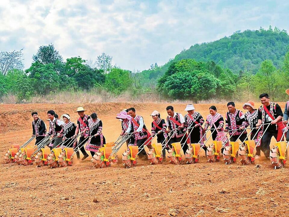 普洱澜沧：院士团队参加旱地水稻技术示范播种活动_fororder_6483