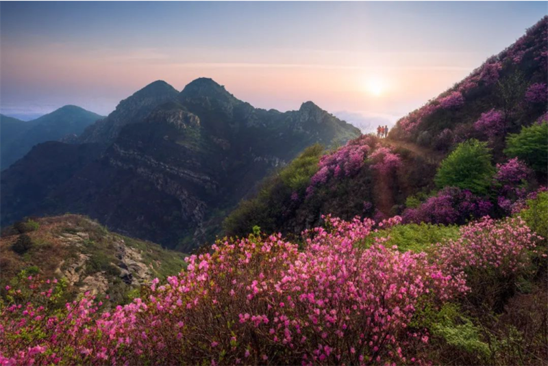 （文旅专题）大连：花景旖旎 春满滨城_fororder_文旅大连1