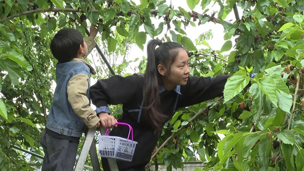 （张）雅安汉源:鲜果飘香 游客采摘忙_fororder_游客采摘桑葚-供图-汉源县委宣传部