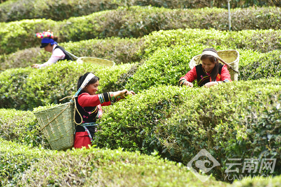 大理：又到春茶采摘时