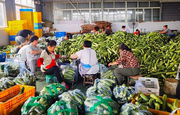 倒计时100天 世界无花果进入内江威远时间_fororder_今年丰收的黄瓜整理现场-供图-威远县委宣传部