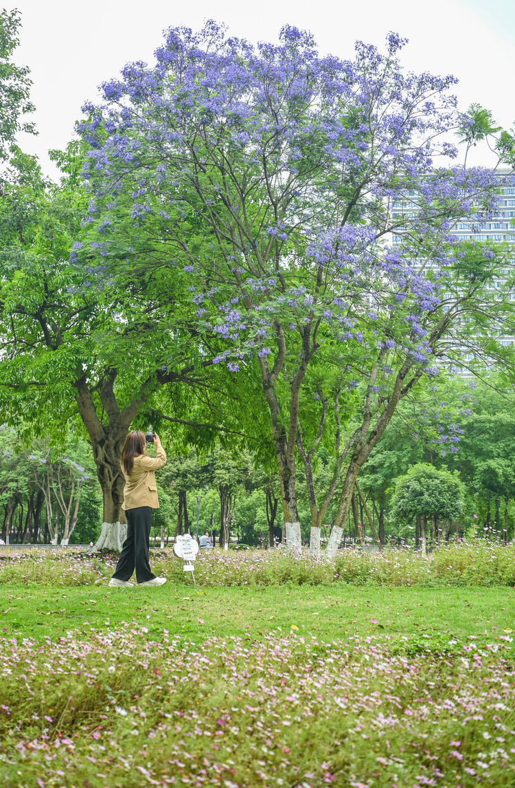 图片新闻|蓝花楹开 浪漫街头