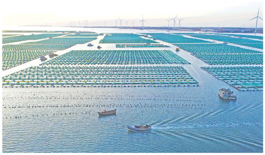 山东荣成：初夏耕海忙
