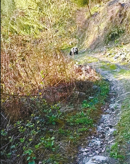 （转载）喊出“中国野生大熊猫第一市” 绵阳究竟有何底气？