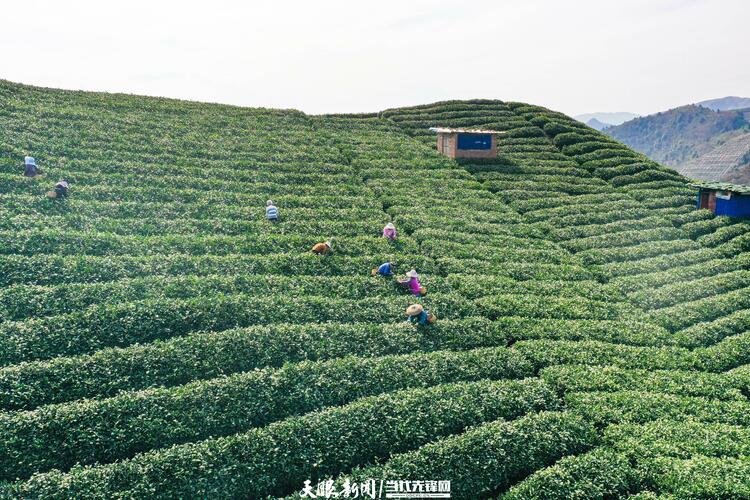 黔南贵定：茶旅融合助力乡村振兴