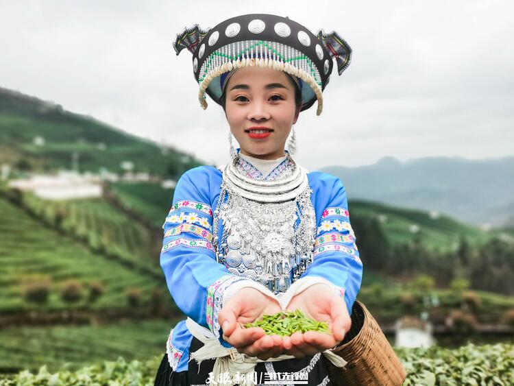 黔南贵定：茶旅融合助力乡村振兴