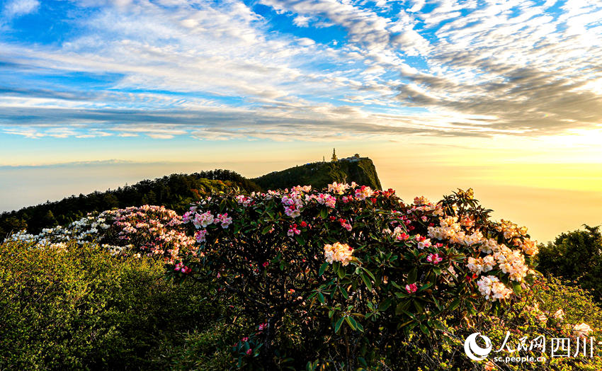 （转载）四川峨眉山：高山杜鹃渐次开 一路行走一路花