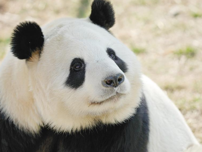 “国宝中的美人”是谁？ 这美名非秦岭大熊猫莫属_fororder_微信图片_20230512085511