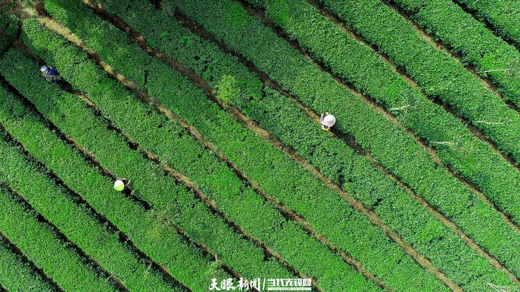 黔南贵定：茶旅融合助力乡村振兴