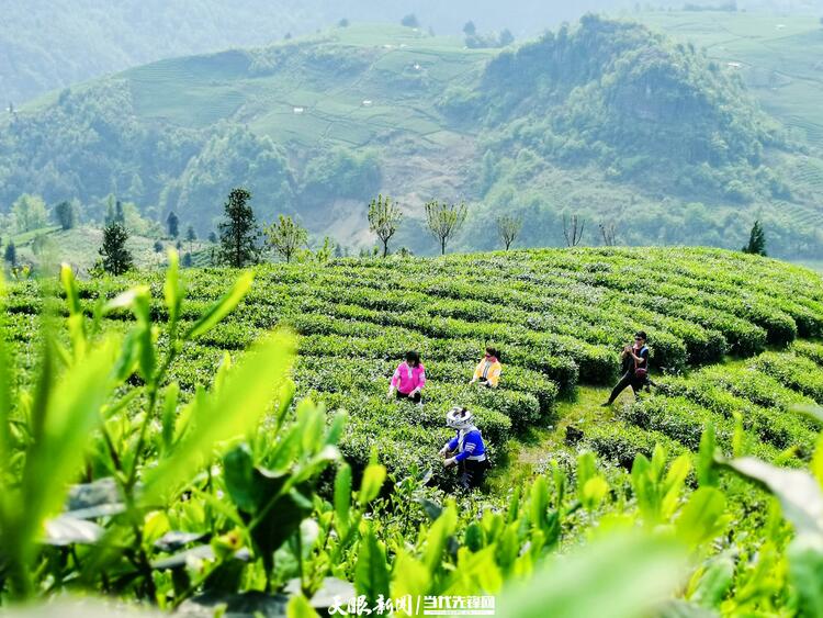 黔南贵定：茶旅融合助力乡村振兴