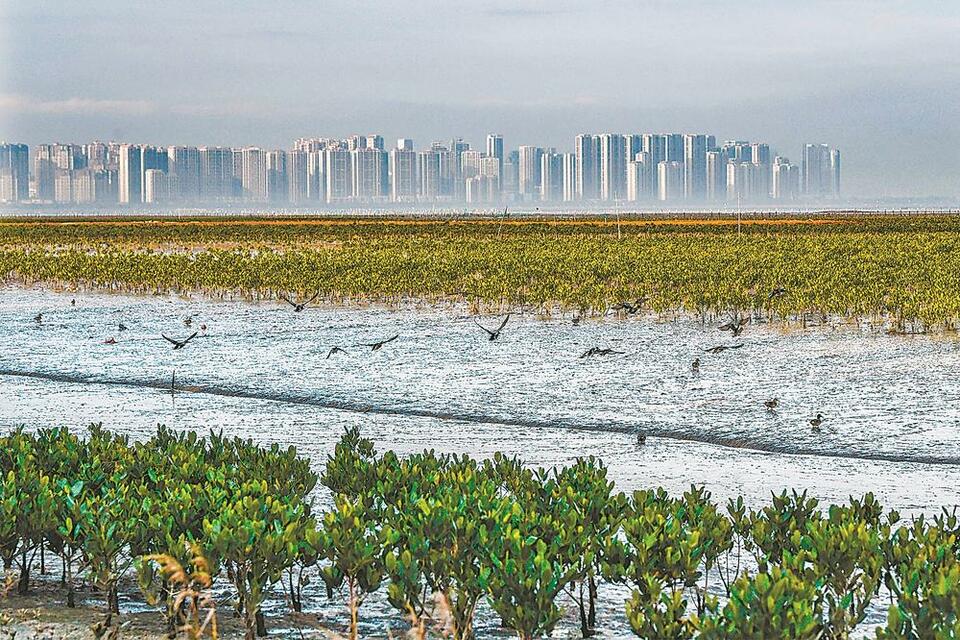 全国首单湿地生物多样性保护保险落地福建晋江_fororder_56971edb-d040-45fa-82ef-895b02dd174b