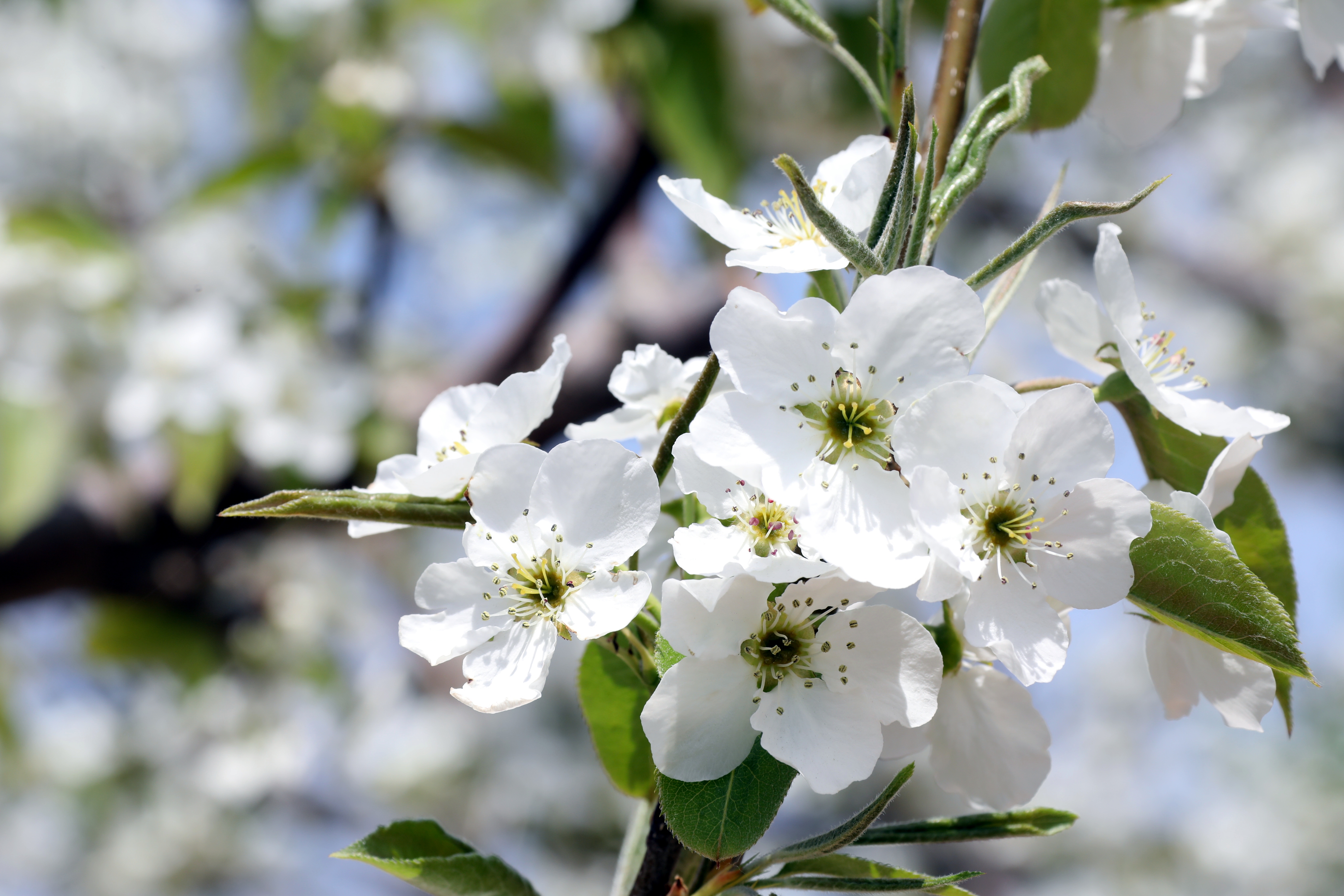 （原创）河北围场：盛花期到来，漫山果树花满枝_fororder_围场四道沟乡沙果树林  张丹摄 (2)