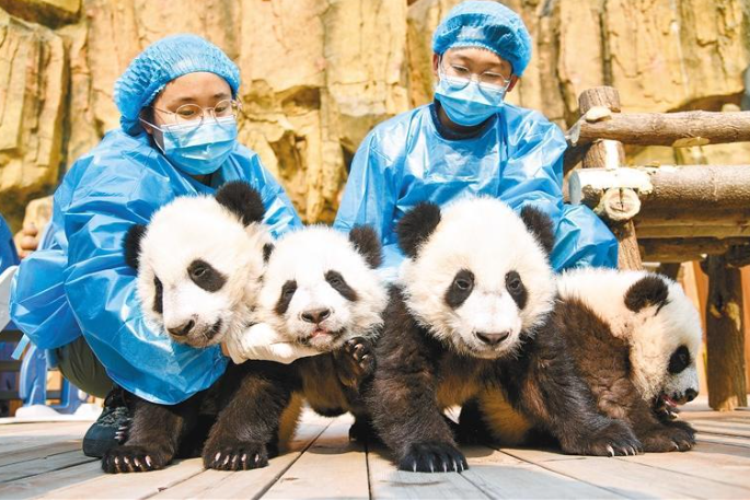 “国宝中的美人”是谁？ 这美名非秦岭大熊猫莫属_fororder_微信图片_20230512085515