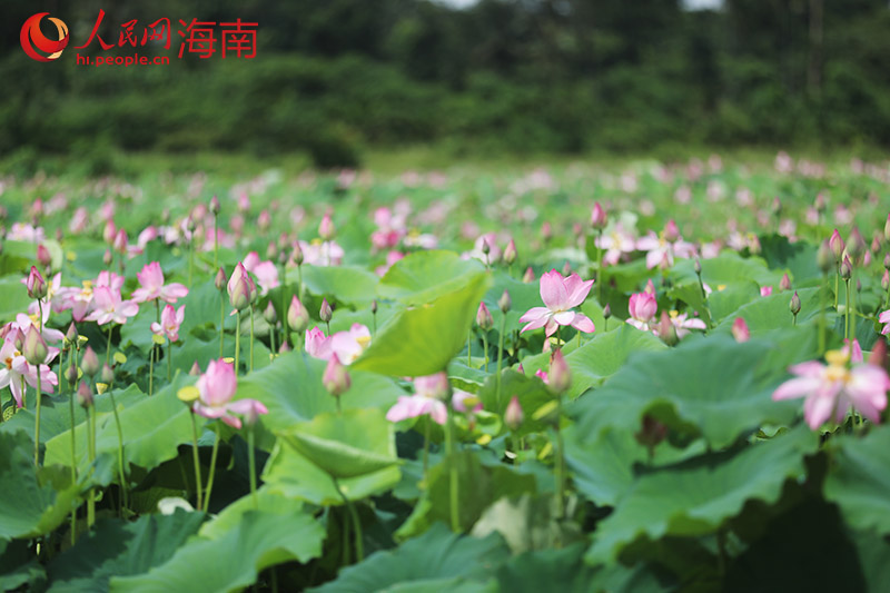 海南文昌：满塘荷花开 夏意扑鼻来