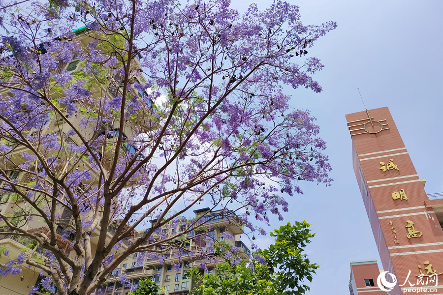 厦门：五月蓝花楹  繁花满枝头