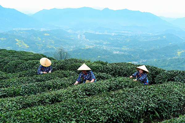 图集｜这是雅茶_fororder_雅安茶园采茶+供图+雅安市委宣传部（1）