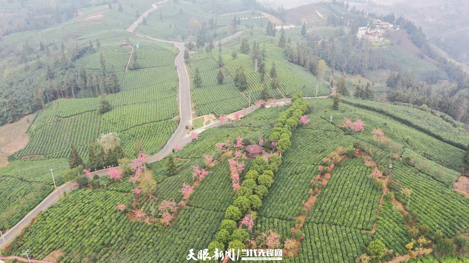 （中首）贵州普安：万亩茶山景色美茶旅融合谱新篇