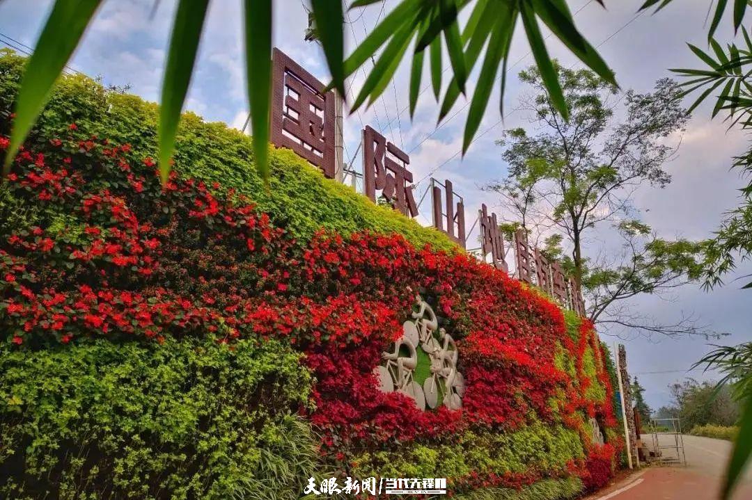 （中首）贵州普安：万亩茶山景色美茶旅融合谱新篇