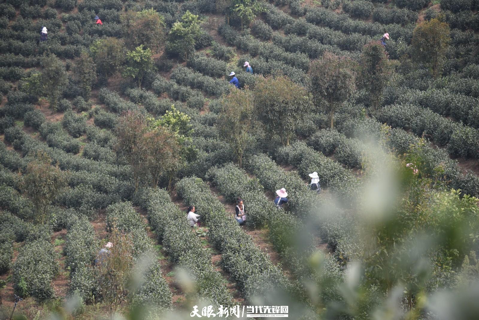 （中首）贵州普安：万亩茶山景色美茶旅融合谱新篇