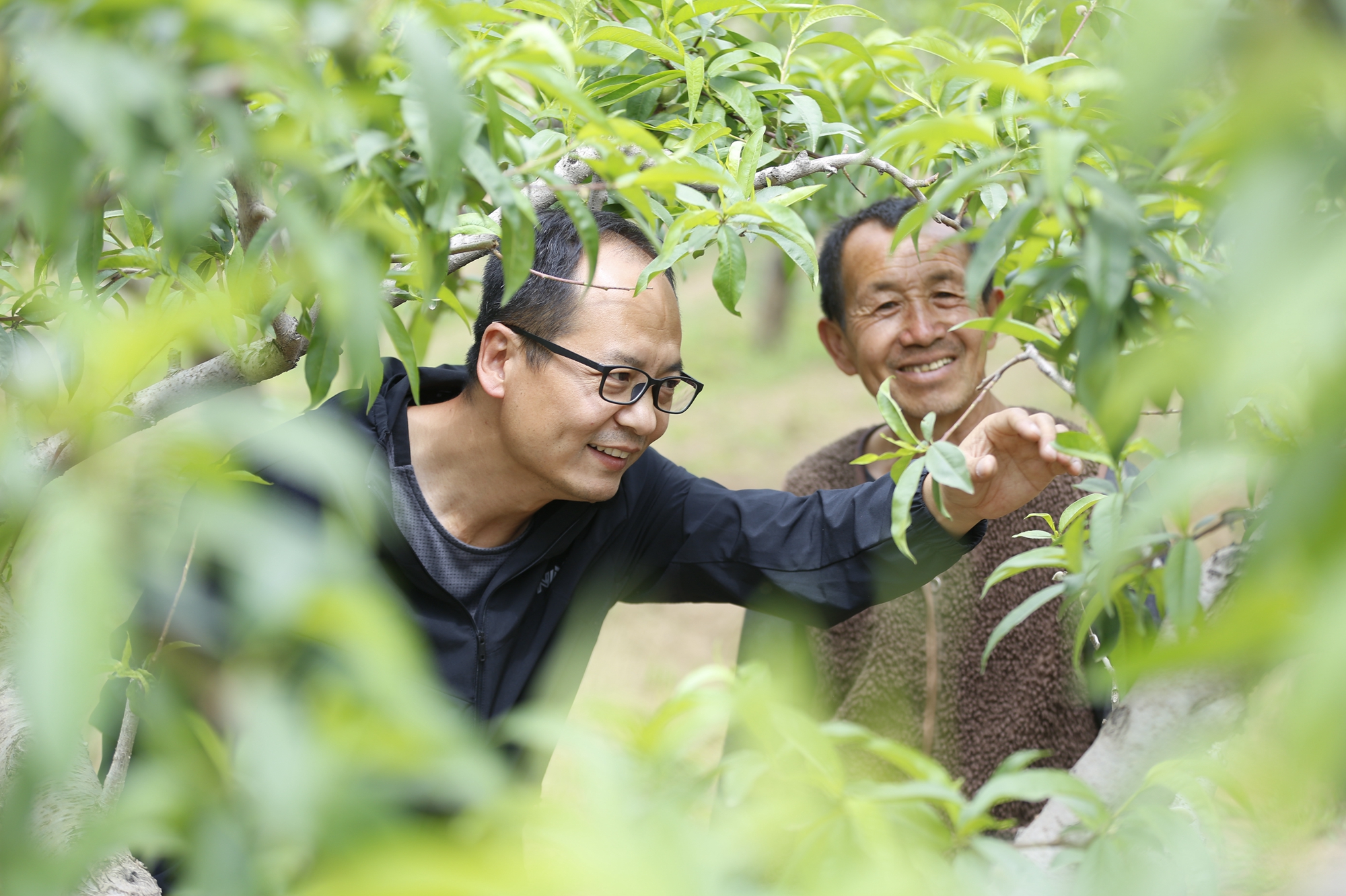 图片默认标题_fororder_驻满城农业科技特派员团长田义指导桃树管理 摄影 田素然