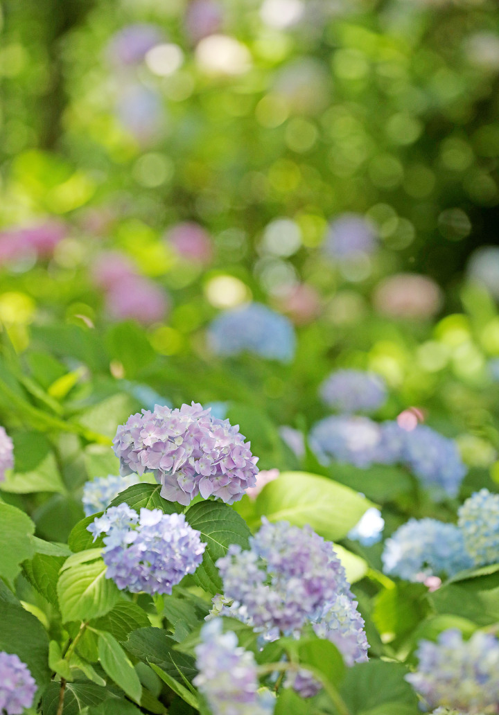 杭州绣球花绚烂盛放 感受初夏浪漫_fororder_1684151850392_64621e2a425acc000194758c