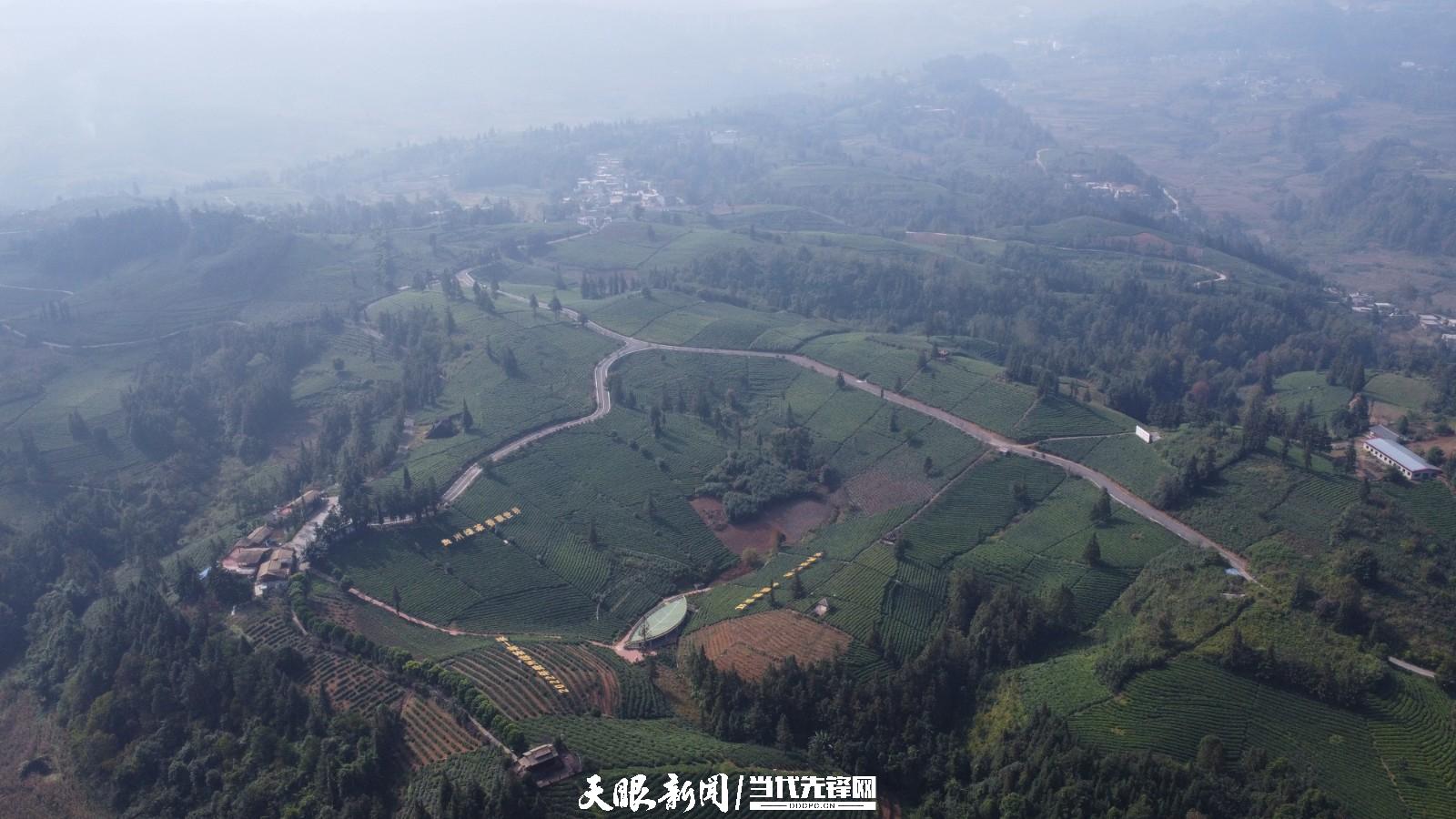 （中首）贵州普安：万亩茶山景色美茶旅融合谱新篇