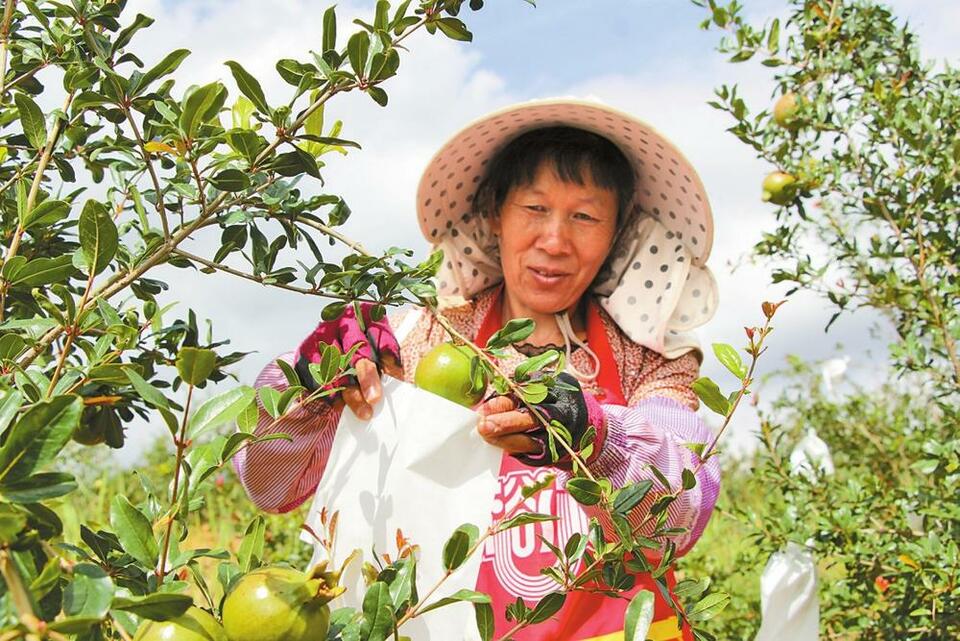 大理祥云：推动特色产业全链条升级_fororder_d9b8