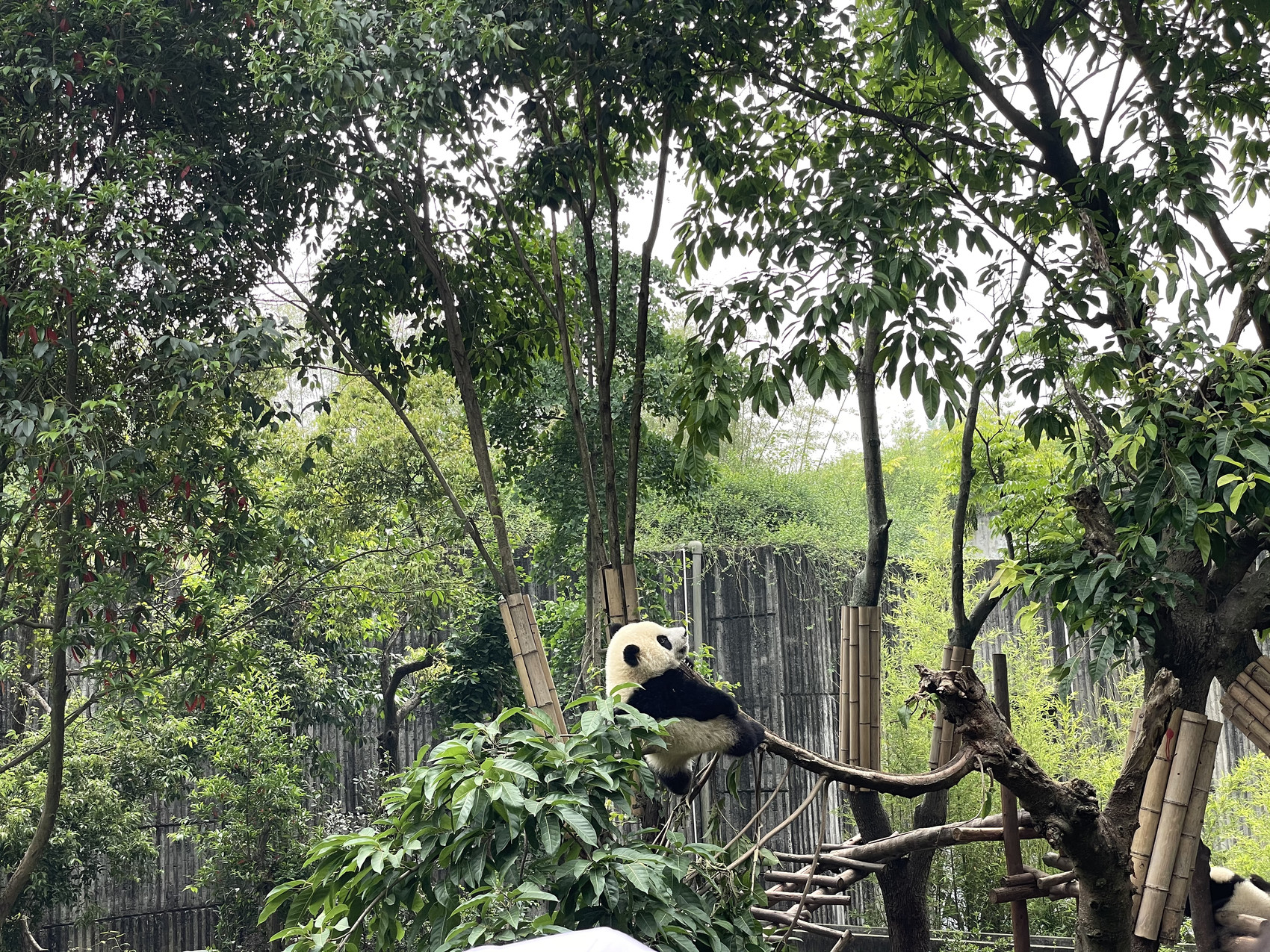（转）成都大运会吉祥物“蓉宝”原型大熊猫“芝麻”圈粉中外记者