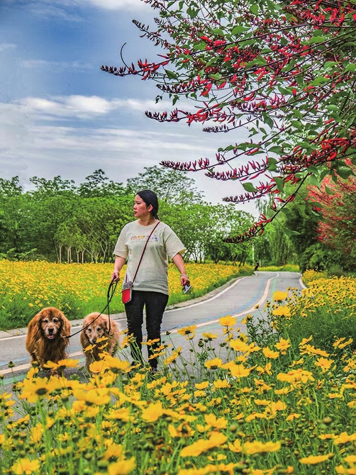 （转）蓉城五月鲜花“上新”
