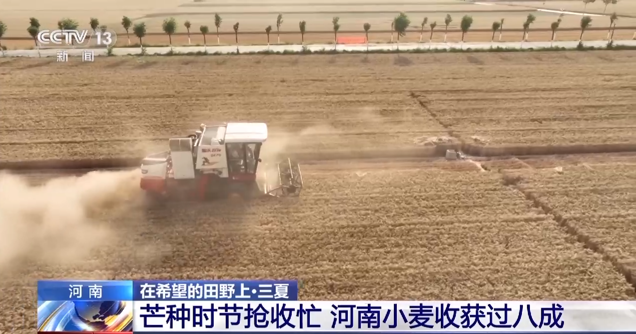 晾晒、除杂、昼夜抢收……各地多举措确保小麦颗粒归仓