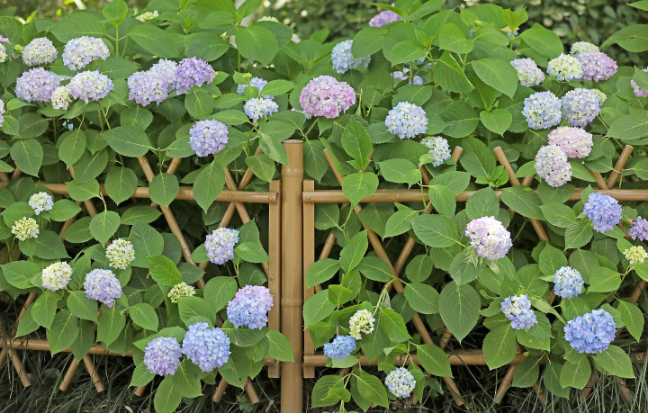 杭州绣球花绚烂盛放 感受初夏浪漫_fororder_1684151849552_64621e29425acc000194758a