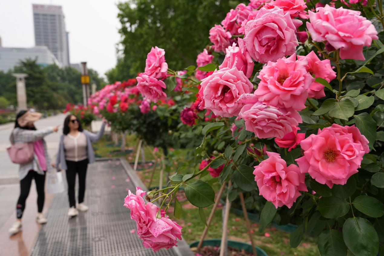 河北邯郸：扮靓城市提升颜值  开启城市景观新“美颜”_fororder_图片1