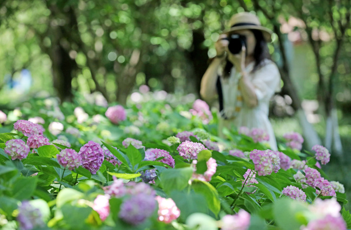 杭州绣球花绚烂盛放 感受初夏浪漫_fororder_1684151846272_64621e26425acc0001947582