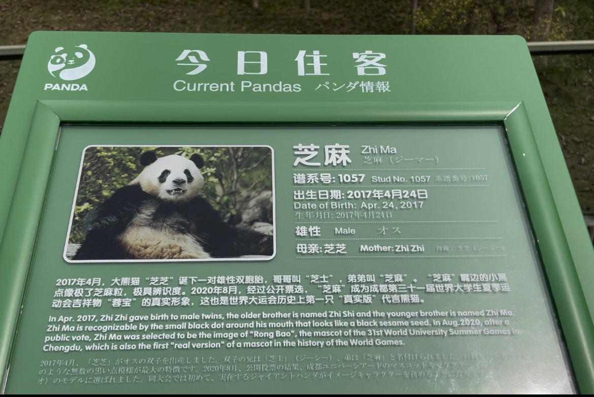 （转）成都大运会吉祥物“蓉宝”原型大熊猫“芝麻”圈粉中外记者