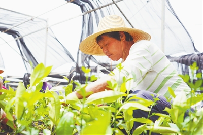 江西樟树：双金，绿满青山写传奇_fororder_樟树双金