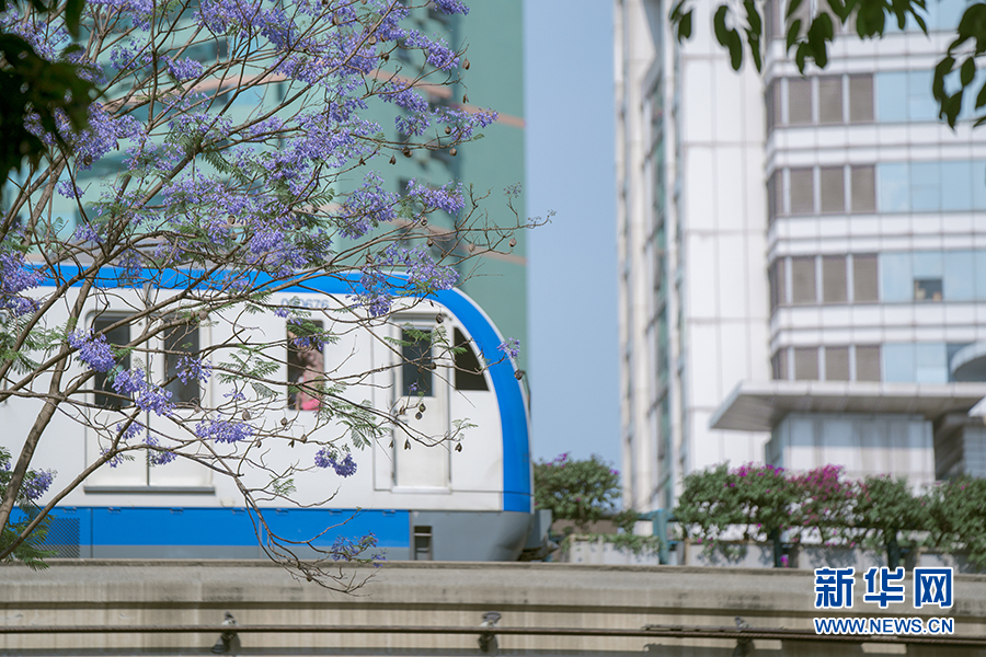 【城市远洋】重庆夏日专属浪漫：当城市轨道列车穿越蓝花楹