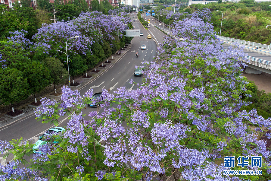 【城市远洋】重庆夏日专属浪漫：当城市轨道列车穿越蓝花楹