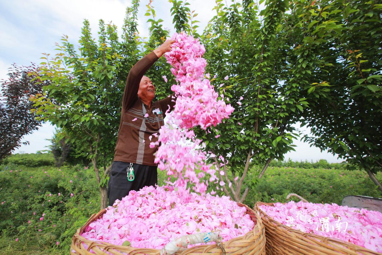 陕西渭南：玫瑰花开采收忙_fororder_图片3