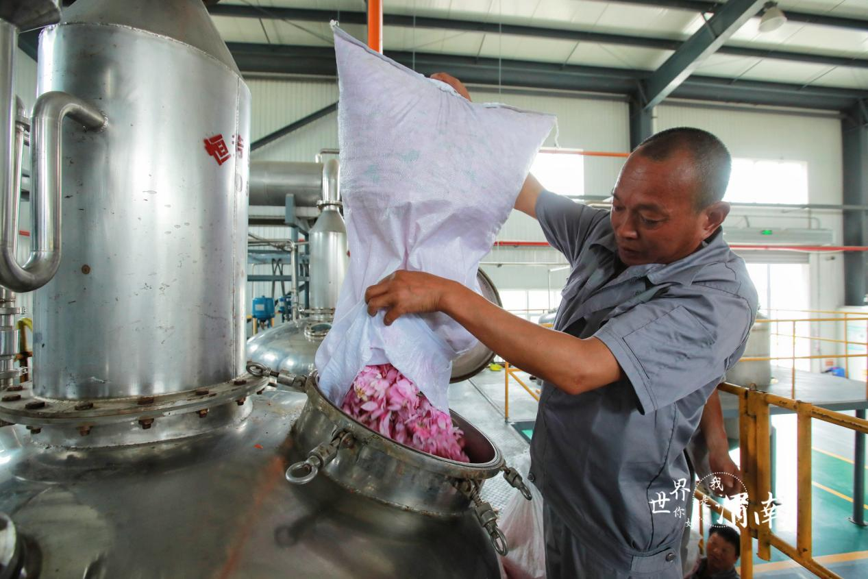 陕西渭南：玫瑰花开采收忙_fororder_图片7