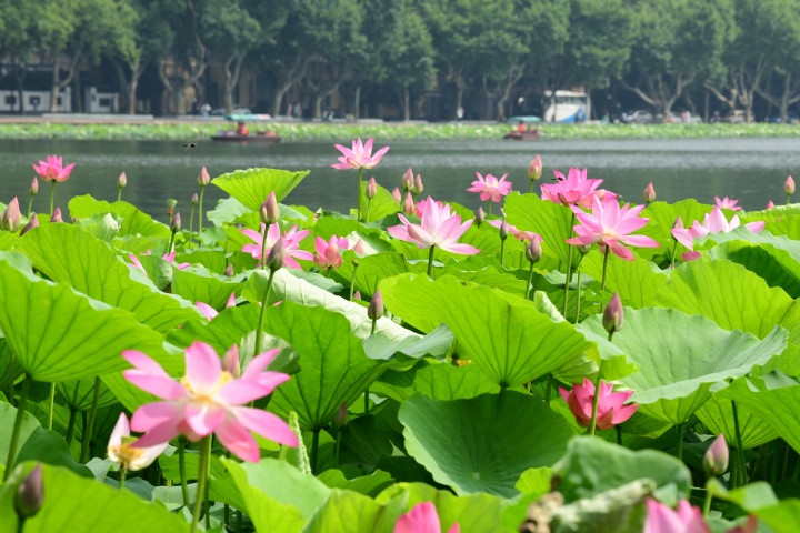 西湖荷花渐入佳境 最美在平湖秋月_fororder_1686550756002_6486b8e4d0ff8e0001f7b71f