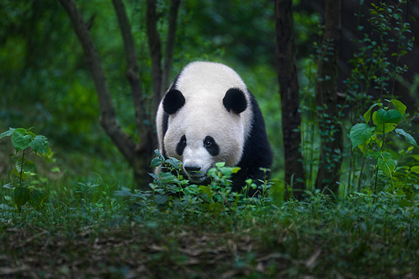 （张）组图｜此生必驾318 首站打卡在雅安_fororder_大熊猫-供图-雅安市委宣传部