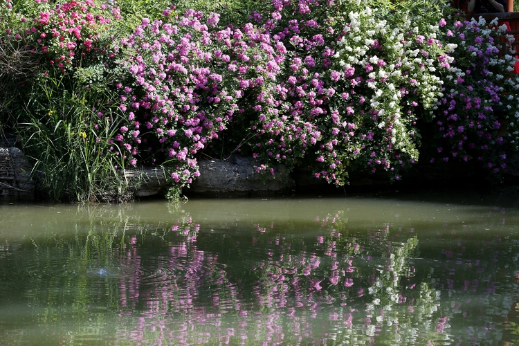 （原创）保定市满城区：满园蔷薇竞芬芳_fororder_蔷薇花盛开 摄影 田素然
