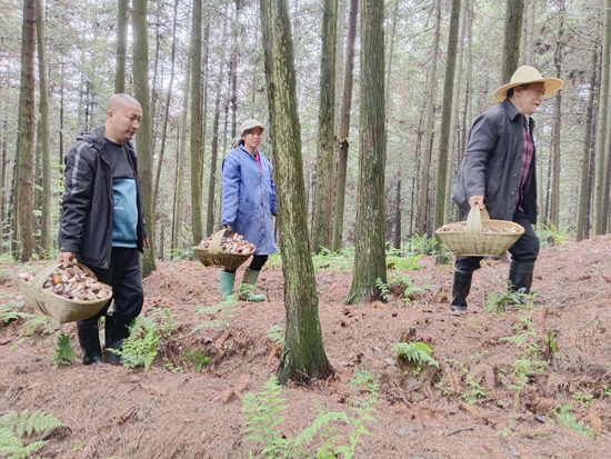 贵州清镇市流长苗族乡：产业一线显身手  村集体经济“壮”起来_fororder_2023年5月18日工人在黑土村赤松茸种植基地采摘赤松茸1（唐学锋  摄）